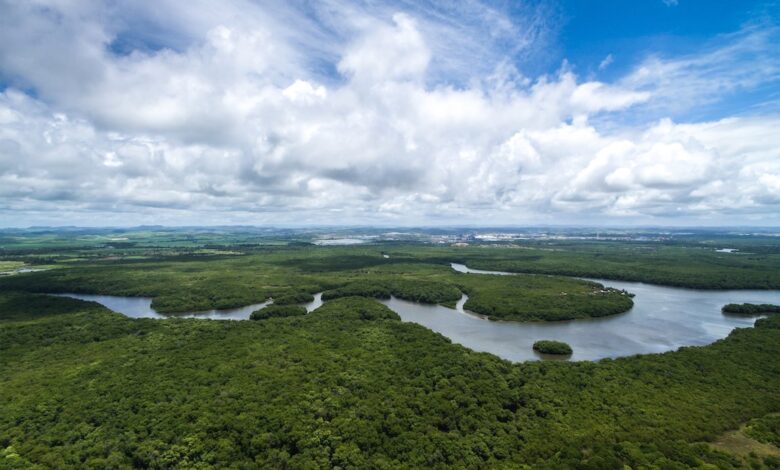 La pandemia deja a la Amazonia más frágil que nunca