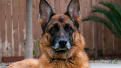 Fallece el primer perro diagnosticado con covid-19