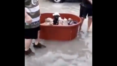 #Video: Familia rescató a sus perritos de la inundación