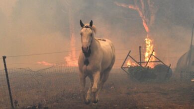 Al menos 3 mil millones de animales fueron víctimas de incendios en Australia