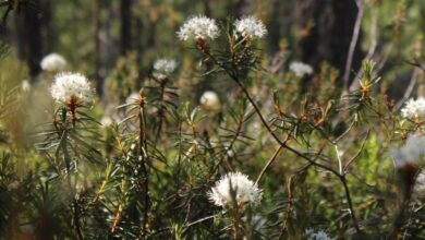 Científicos estudian las propiedades analgésicas de las plantas medicinales