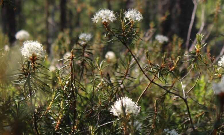 Científicos estudian las propiedades analgésicas de las plantas medicinales