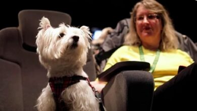 Abren cine para perritos en el Reino Unido