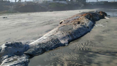 Localizan cuerpo de ballena en playa de Rosarito