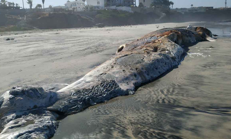 Localizan cuerpo de ballena en playa de Rosarito