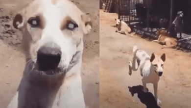 Video: Perrito ciego corre al encontrar a su excuidador