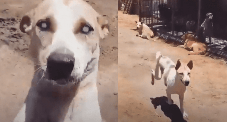 Video: Perrito ciego corre al encontrar a su excuidador