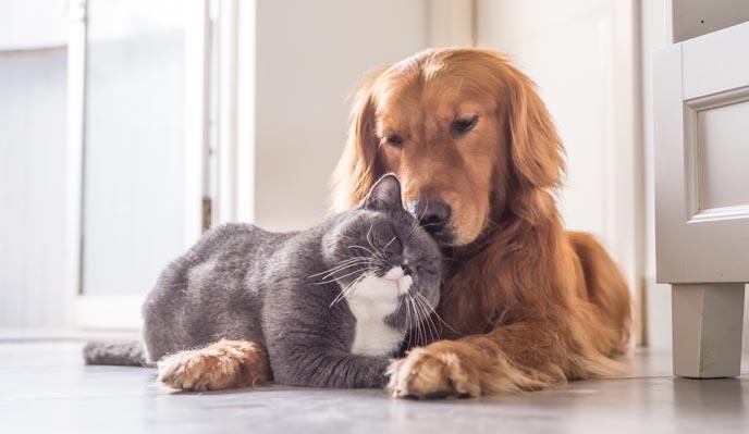 Animales de compañía no transmiten covid, pero pueden contagiarse