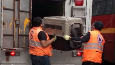 Trabajadores del Metro rescatan a perrita