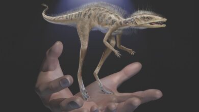 Estudio revela que dinosaurios pudieron ser diminutos en sus orígenes