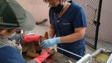 Nacen dos lobos mexicanos  en Zoológico de Aragón