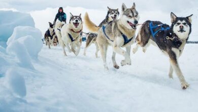 Perros de trineo surgieron hace casi 10 mil años en Siberia