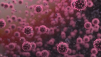 Proyecto español estudia a un parásito para extinguir el coronavirus