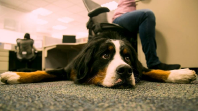 Incluir mascotas en la rutina laboral combate el estrés