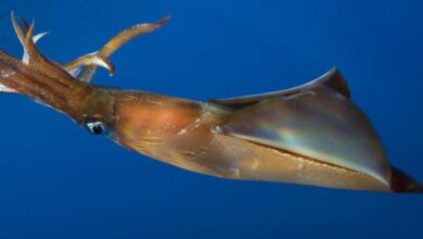 Muere majestuoso calamar gigante en playa de Sudáfrica