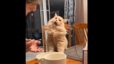 Gatito come helado y su reacción lo convierte en estrella de TikTok