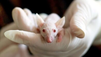Cultivan oreja humana bajo la piel de un ratón vivo