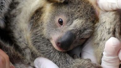 Nace primer koala en Australia tras devastadores incendios
