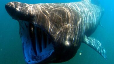 Graban gigantesco tiburón de 8 metros en costas de España