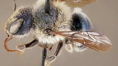 Abeja azul que se creía extinta vuelve a ser vista después de 4 años