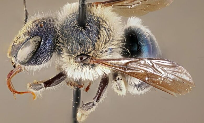 Abeja azul que se creía extinta vuelve a ser vista después de 4 años