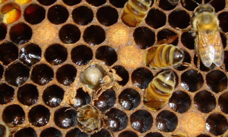 ¿Cómo es la propagación de la enfermedad de las abejas?