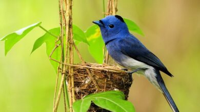 Jóvenes estudian nidos de aves protegidas con cámaras