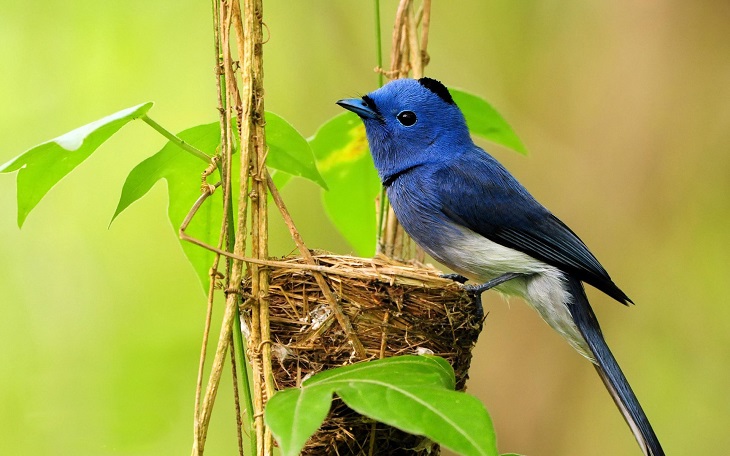 Jóvenes estudian nidos de aves protegidas con cámaras