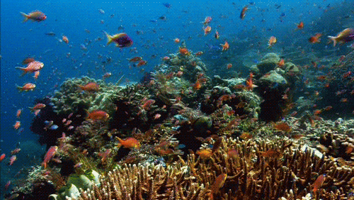 Desarrollan coral resistente al calor