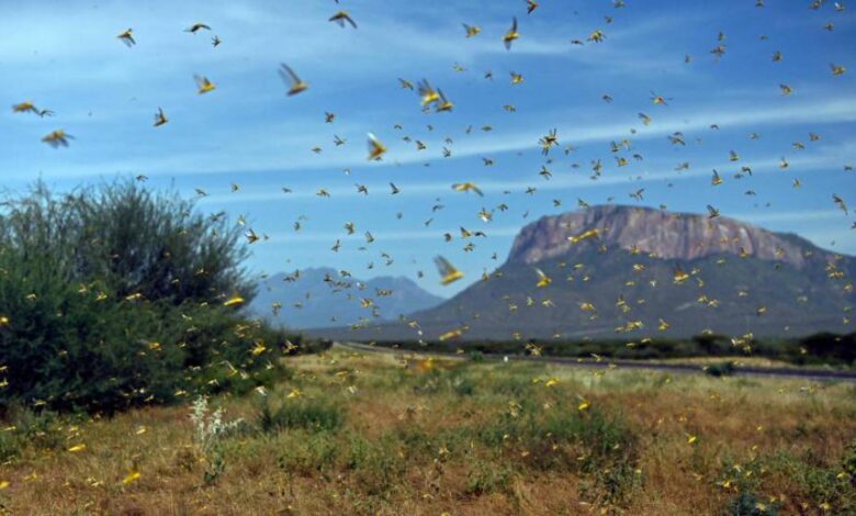 Lluvias favorecen reproducción de langostas del desierto