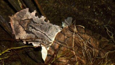 Descubren nueva especie de tortuga matamata en América del Sur