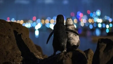 Foto de dos pingüinos abrazados se vuelve viral