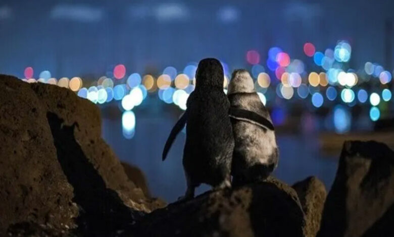 Foto de dos pingüinos abrazados se vuelve viral