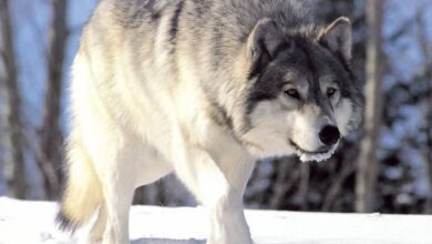 Un lobo gris habría sido captado en el norte de Francia después de un siglo