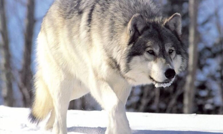 Un lobo gris habría sido captado en el norte de Francia después de un siglo