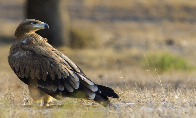 Liberan a Águila Imperial en España