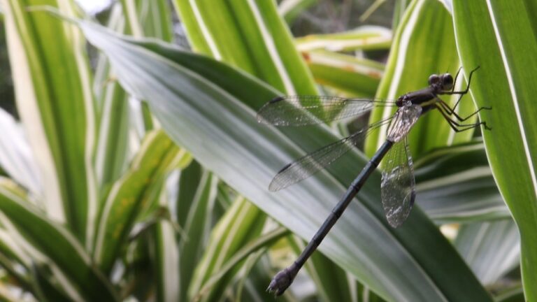 Invitan a explorar el Jardín de las Esculturas por medio de un b-roll