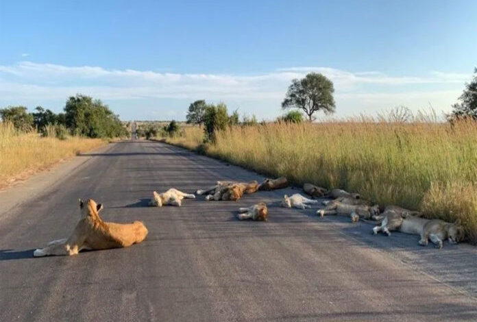 Manada de leones es captada durmiendo en el pavimento en plena cuarentena