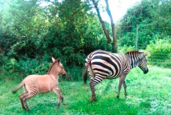 Nace una cría cebra-burro en reserva de Kenia