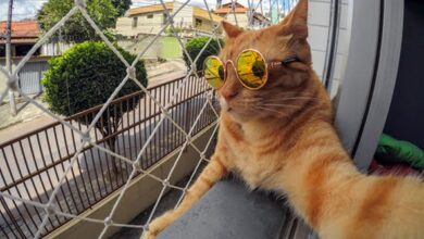 Cinco trucos para sacar las mejores fotografías a tus mascotas con GoPro
