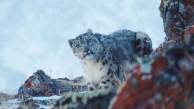 Captan por primera vez en años al leopardo de las nieves