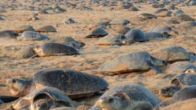 Tortugas realizan anidación masiva en playas vacías de India