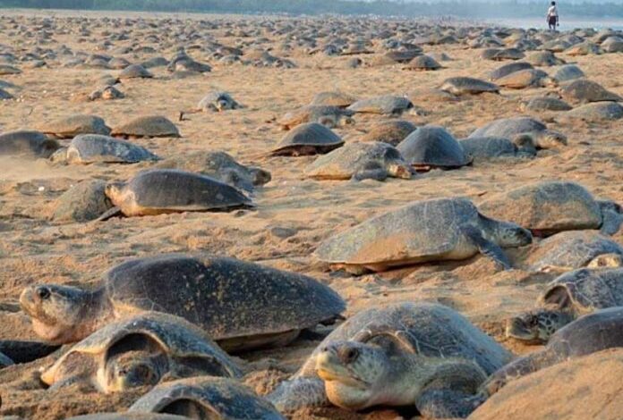 Tortugas realizan anidación masiva en playas vacías de India