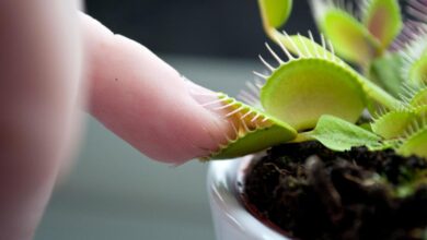 Descubren rasgo evolutivo en las plantas