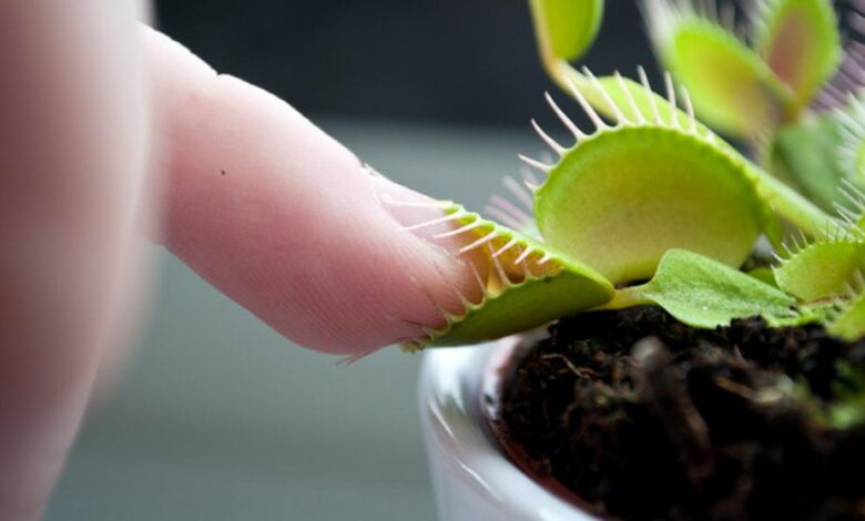 Descubren rasgo evolutivo en las plantas