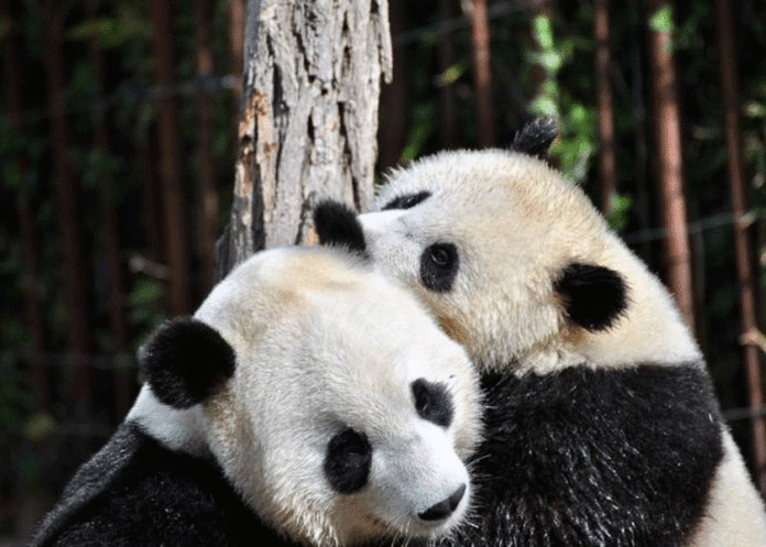 Pareja de osos pandas se aparean por primera vez en 10 años