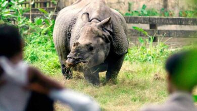 Rinoceronte persigue a hombre que rompió aislamiento en Nepal