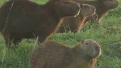 Capibaras toman club de golf en Bolivia en medio de pandemia