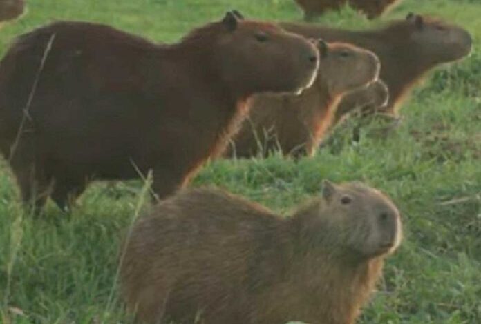 Capibaras toman club de golf en Bolivia en medio de pandemia