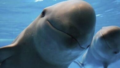 Vaquita marina desaparecerá en 2022, auguran organizaciones